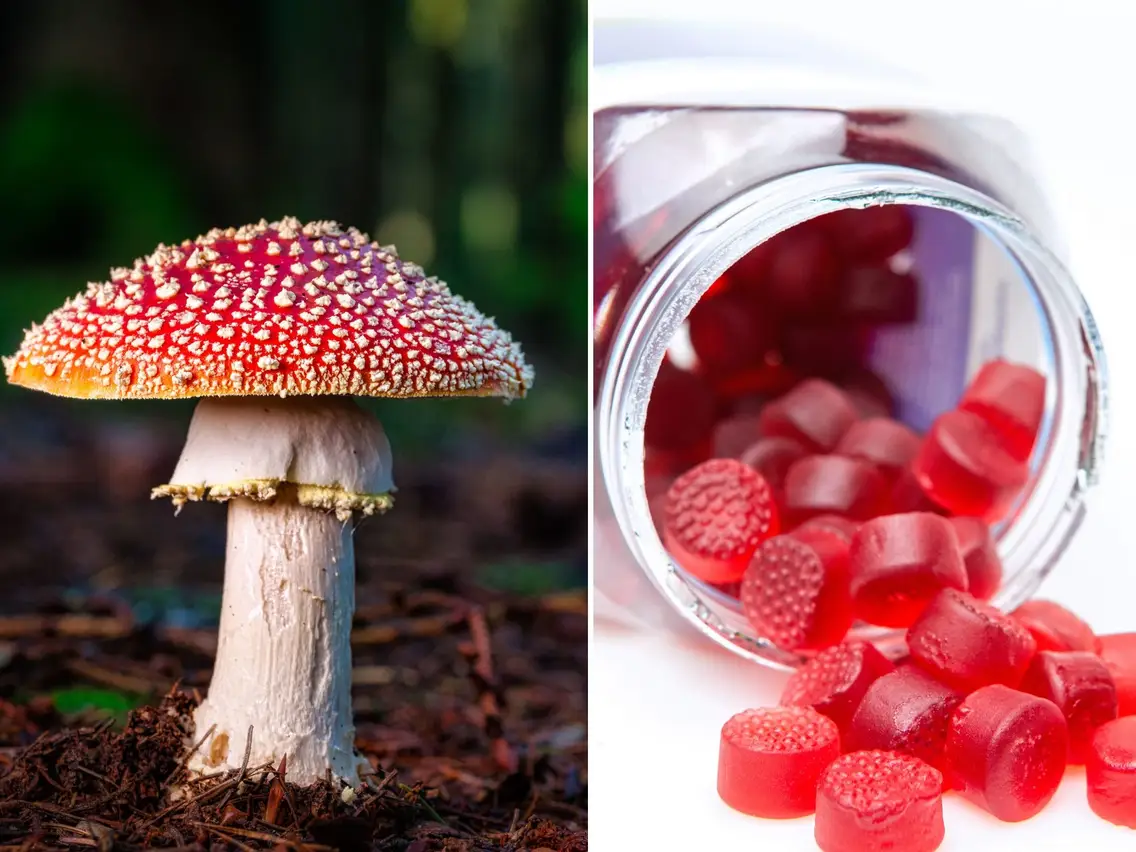 Exploring amanita muscaria – Why you should try these psychedelic gummies?