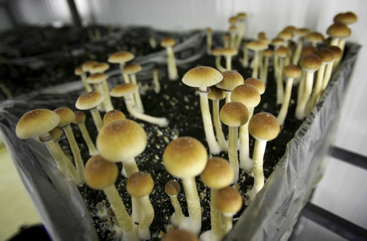 To trip or not to trip – Determining if magic mushrooms are right choice